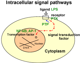 Intracellular signal pathways