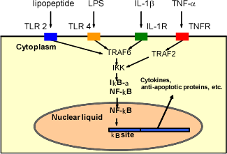NF-kappaB hyperactivation without stimuli causes many diseases