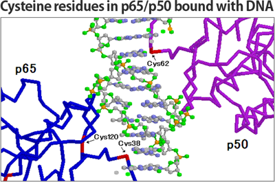 Cysteine residues in p65/p50 bound with DNA
